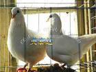 Sell  pigeon cages