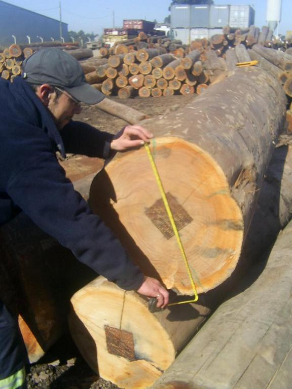 Eucalyptus Grandis Round Logs