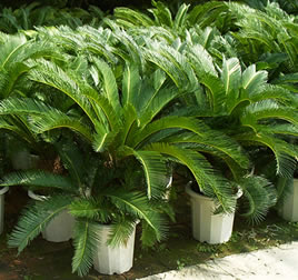 Cycas Revoluta