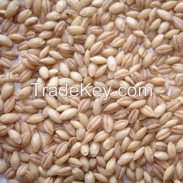 Pearl-Barley (Barley)