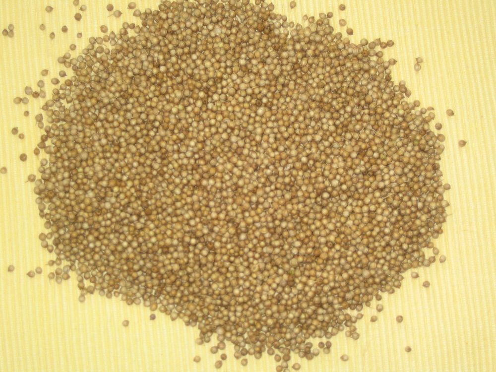 Bulgarian Coriander Seeds