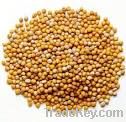 Mustard Seed