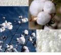 Sell Raw Cotton Textile Material