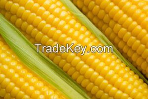 Yellow Maize Corn