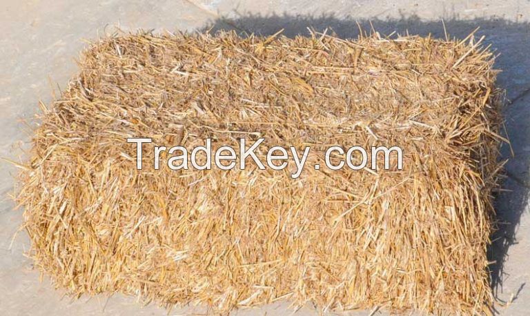 Wheat Hay