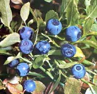 Bilberry Extract / Cranberry Extract