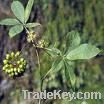 Siberian Ginseng Extract / Ginseng Extract