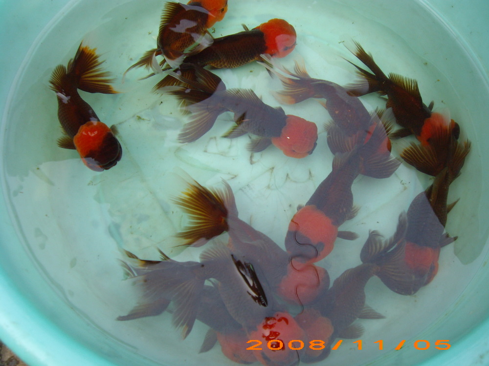 goldfish oranda