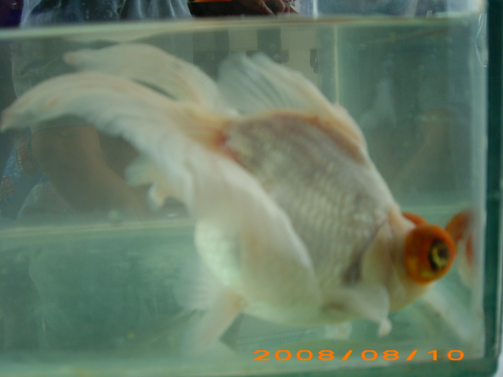 goldfish butterfly moor