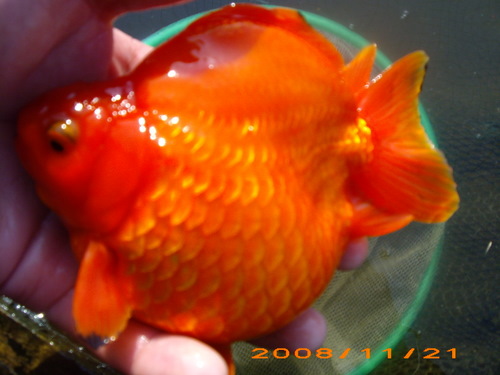 goldfish ryukin
