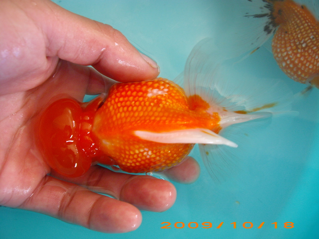 pearscale goldfish