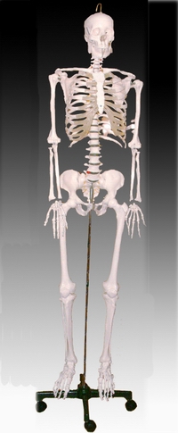 Life-size skeleton 170CM tall