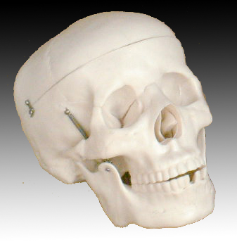 Life-size skull