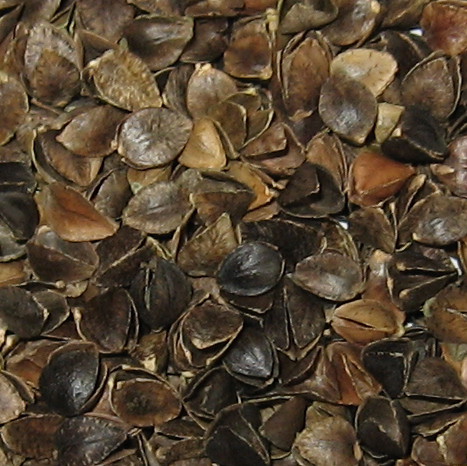 buckwheat hull