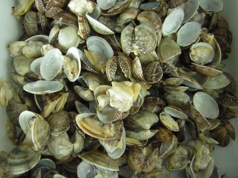 short-necked clam