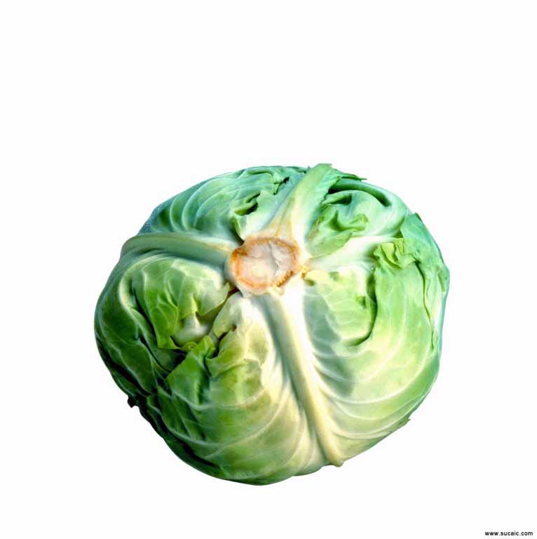 Vegetable