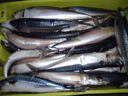 MACKEREL