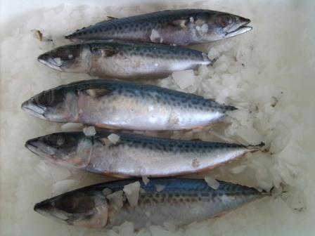 Mackerel Japonicus