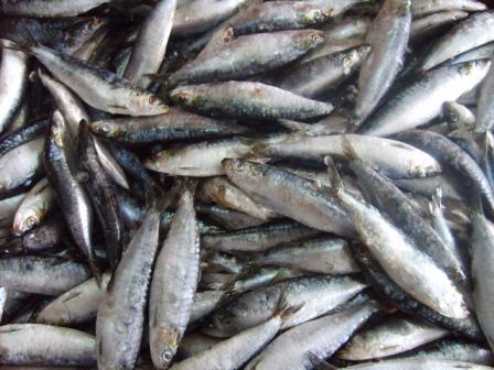 Sardine