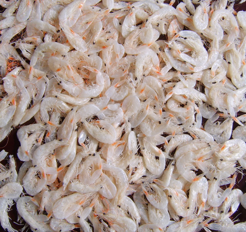 Dried Small Shrimp