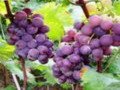 Grape Seed *****