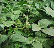 Soybean *****