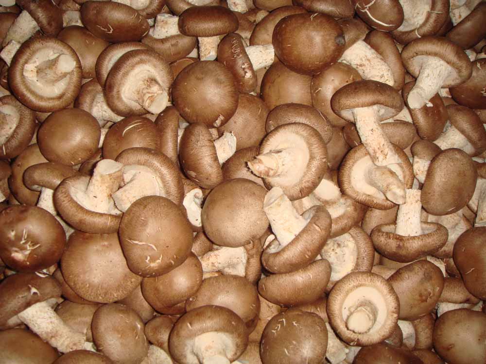 Shiitake