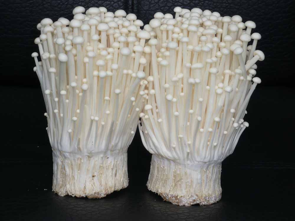 enoki mushroom