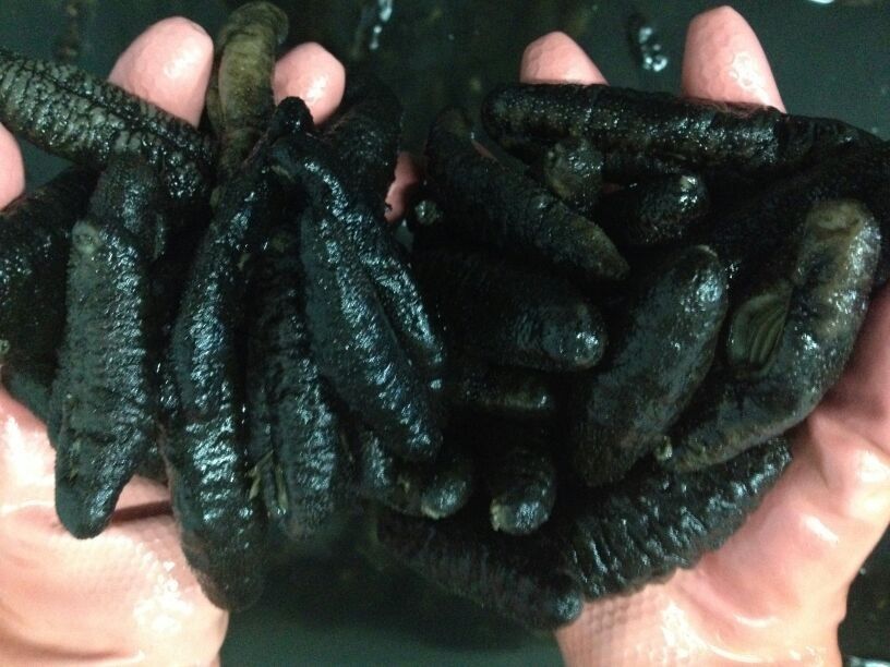 dry sea cucumber 