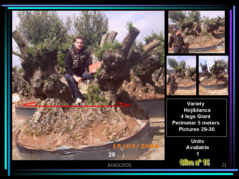 Millenarian olive trees in pallet