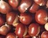 Sell chestnut