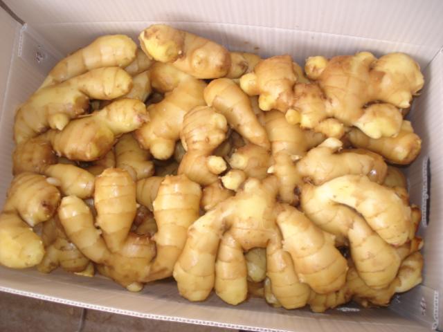 fresh ginger, fresh air dried   ginger