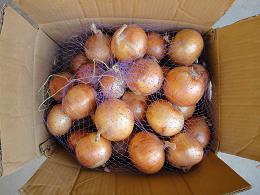 sell fresh red , fresg yellow onion , fresh shallot