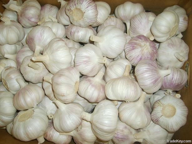 import normal white garlic and pure white garlic