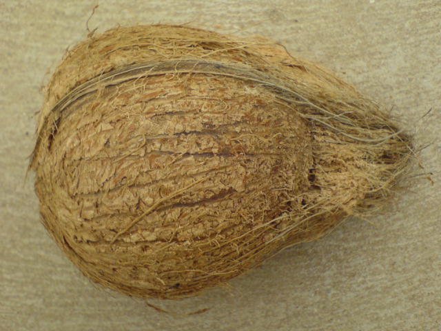 Coconut