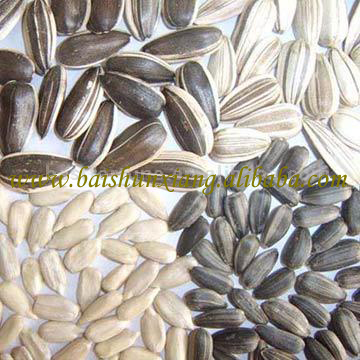sunflower seed and kernel