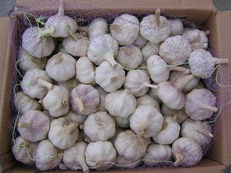 Normal White Garlic in carton1
