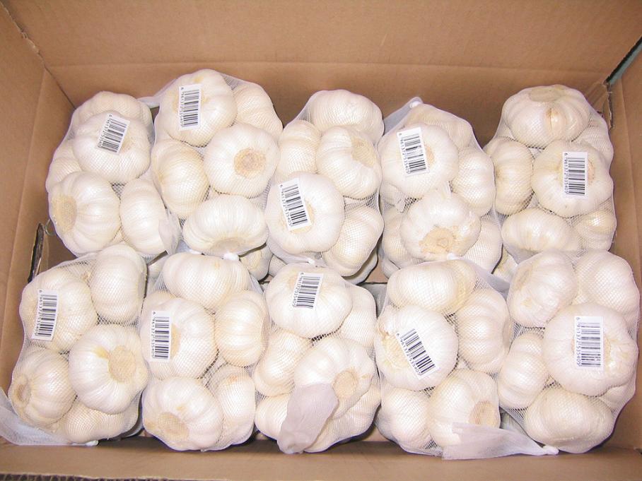 Small Packaged Garlic in carton