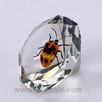 Real Insect Amber Diamond Shape Accouterment