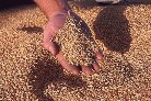 Wheat | Wheat exporter | Wheat distributor | Wheat wholesaler | Wheat supplier | Wheat importer |  Wheat |Wheat for sale | long grain Wheat exporter | buy Wheat online | Wheat for sale |  Wheat exporter | Wheat wholesaler | long grain Wheat buyer |  Wheat