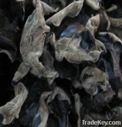 New listing Black Fungus