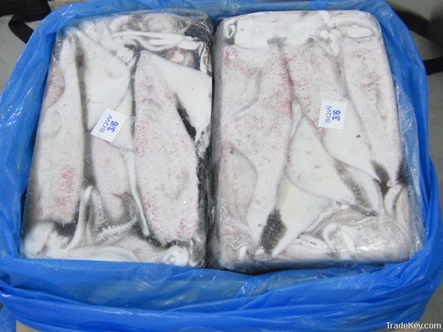 LOLIGO SQUID WHOLE