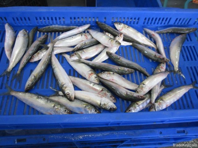 SARDINE W/R & HGT FOR CANNING, PET FOODS, TUNA BAIT