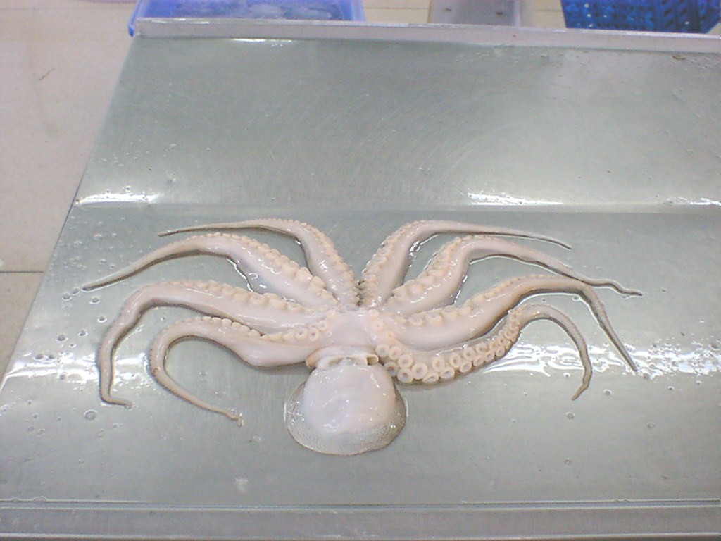 Octopus  ( W/C, Cut, Blanch, Boil, *****)