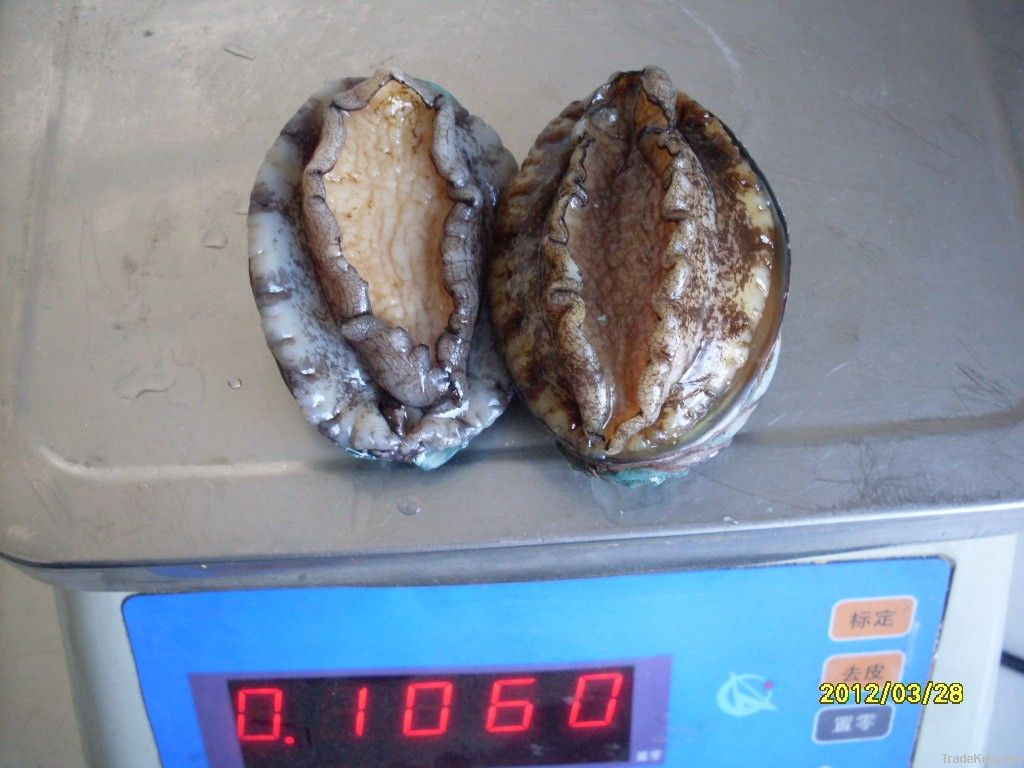 frozen abalone