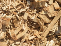 Eucalyptus wood chip for pulp and paper