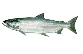 Chum salmon HG