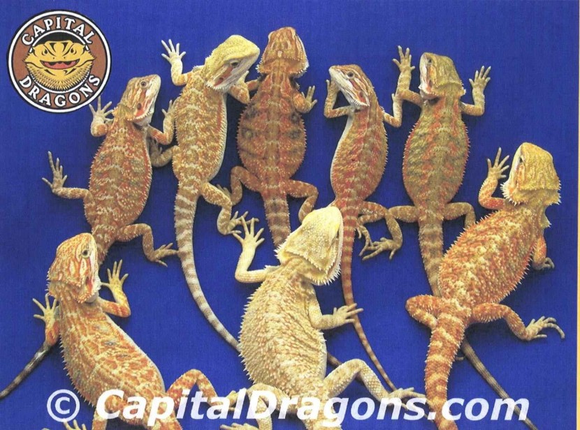 Bearded Dragons