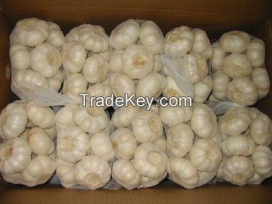 Fresh garlic normal white 5cm up