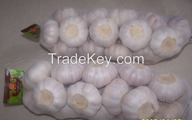 Fresh garlic normal white 5cm up